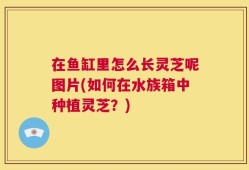 在鱼缸里怎么长灵芝呢图片(如何在水族箱中种植灵芝？)