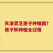 天津灵芝孢子种植园？孢子粉种植全过程