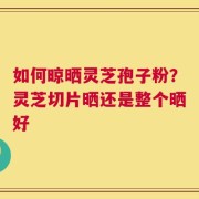 如何晾晒灵芝孢子粉？灵芝切片晒还是整个晒好