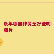 永年哪里种灵芝好些呢图片