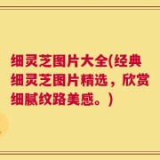 细灵芝图片大全(经典细灵芝图片精选，欣赏细腻纹路美感。)