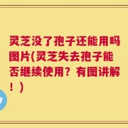 灵芝没了孢子还能用吗图片(灵芝失去孢子能否继续使用？有图讲解！)