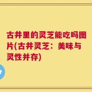 古井里的灵芝能吃吗图片(古井灵芝：美味与灵性并存)