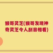 猴哥灵芝(猴哥发现神奇灵芝令人刮目相看)