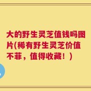 大的野生灵芝值钱吗图片(稀有野生灵芝价值不菲，值得收藏！)