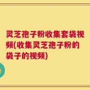 灵芝孢子粉收集套袋视频(收集灵芝孢子粉的袋子的视频)