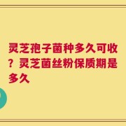 灵芝孢子菌种多久可收？灵芝菌丝粉保质期是多久
