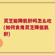 灵芝能降肌酐吗怎么吃(如何食用灵芝降低肌酐)