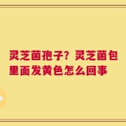灵芝菌孢子？灵芝菌包里面发黄色怎么回事