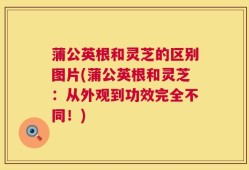 蒲公英根和灵芝的区别图片(蒲公英根和灵芝：从外观到功效完全不同！)