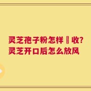 灵芝孢子粉怎样釆收？灵芝开口后怎么放风