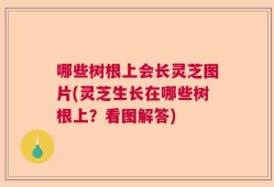 哪些树根上会长灵芝图片(灵芝生长在哪些树根上？看图解答)