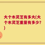 大个木灵芝有多大(大个木灵芝重量有多少？)