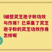 l破壁灵芝孢子粉功效与作用？已采集了灵芝孢子粉的灵芝功效作用怎样呢