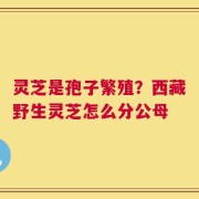 灵芝是孢子繁殖？西藏野生灵芝怎么分公母