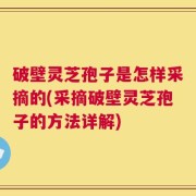 破壁灵芝孢子是怎样采摘的(采摘破壁灵芝孢子的方法详解)