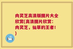 肉灵芝高清版图片大全欣赏(高清图片欣赏：肉灵芝，仙草的王者！)