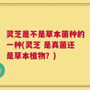 灵芝是不是草本菌种的一种(灵芝 是真菌还是草本植物？)