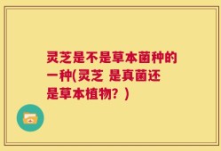 灵芝是不是草本菌种的一种(灵芝 是真菌还是草本植物？)