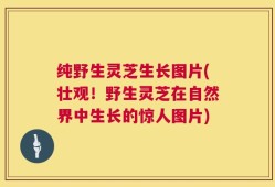 纯野生灵芝生长图片(壮观！野生灵芝在自然界中生长的惊人图片)