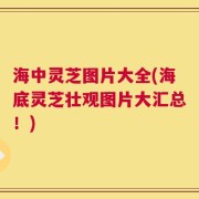 海中灵芝图片大全(海底灵芝壮观图片大汇总！)