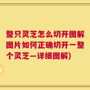 整只灵芝怎么切开图解图片如何正确切开一整个灵芝—详细图解)