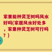 家里能种灵芝树吗风水好吗(家居风水好处多，家里种灵芝树可行吗？)