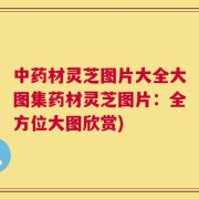中药材灵芝图片大全大图集药材灵芝图片：全方位大图欣赏)
