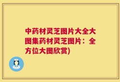 中药材灵芝图片大全大图集药材灵芝图片：全方位大图欣赏)