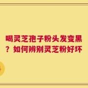 喝灵芝孢子粉头发变黑？如何辨别灵芝粉好坏