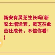 新安有灵芝生长吗(新安土壤适宜，灵芝在此茁壮成长，不信你看！)