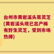 台州市黄岩溪头葛灵芝(黄岩溪头现已出产稀有野生灵芝，受到市场热捧)
