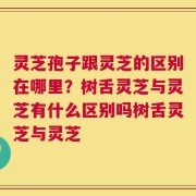 灵芝孢子跟灵芝的区别在哪里？树舌灵芝与灵芝有什么区别吗树舌灵芝与灵芝