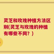 灵芝和玫瑰种植方法区别(灵芝与玫瑰的种植有哪些不同？)