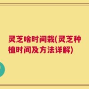 灵芝啥时间栽(灵芝种植时间及方法详解)