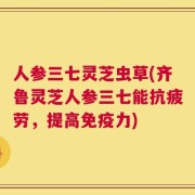 人参三七灵芝虫草(齐鲁灵芝人参三七能抗疲劳，提高免疫力)