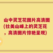 山中灵芝花图片高清图(壮美山峰上的灵芝花，高清图片惊艳呈现)