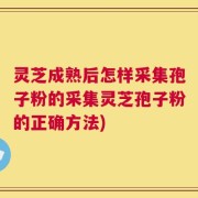 灵芝成熟后怎样采集孢子粉的采集灵芝孢子粉的正确方法)