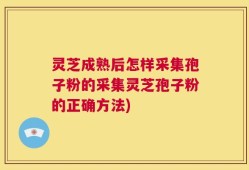 灵芝成熟后怎样采集孢子粉的采集灵芝孢子粉的正确方法)