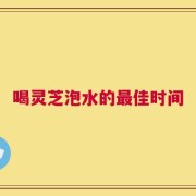 喝灵芝泡水的最佳时间