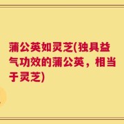 蒲公英如灵芝(独具益气功效的蒲公英，相当于灵芝)