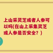 上山采灵芝或者人参可以吗(在山上采集灵芝或人参是否安全？)