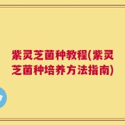 紫灵芝菌种教程(紫灵芝菌种培养方法指南)