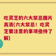 吃灵芝的六大禁忌图片高清(六大禁忌！吃灵芝要注意的事项亟待了解)
