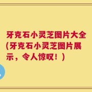 牙克石小灵芝图片大全(牙克石小灵芝图片展示，令人惊叹！)