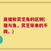 属猪和灵芝兔的区别(猪与兔，灵芝带来的不同。)
