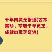 千年肉灵芝报道(古木藏珍，萃取千年灵芝，成就肉灵芝奇迹)