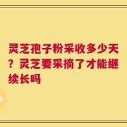 灵芝孢子粉采收多少天？灵芝要采摘了才能继续长吗
