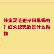蜂蜜灵芝孢子粉黑蚂蚁？红火蚁天敌是什么动物