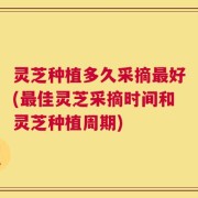 灵芝种植多久采摘最好(最佳灵芝采摘时间和灵芝种植周期)